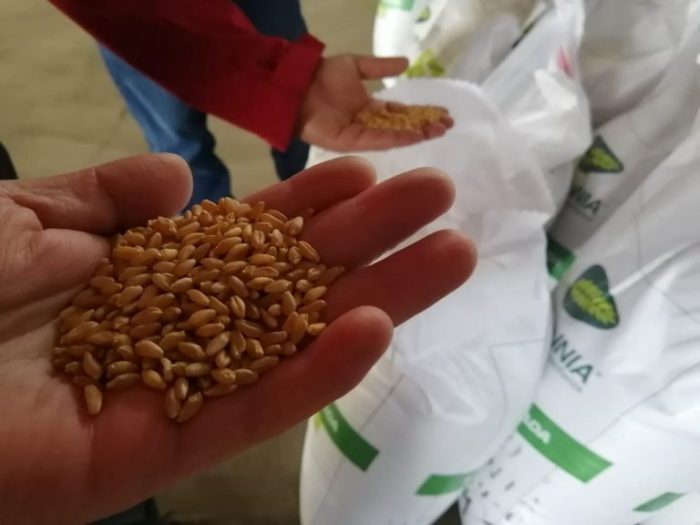 Cambio climático: desarrollan trigo altamente tolerante a la falta de agua