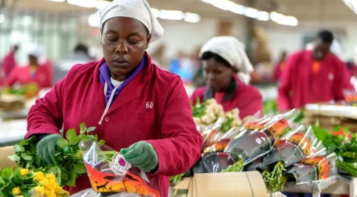 El complejo y extraordinario mecanismo que hace posible cortar flores en un país y venderlas frescas en otro 30 días después