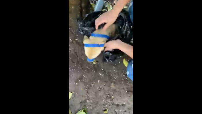 Maltrato animal: personas encuentran a perro amarrado dentro de una bolsa en Temuco