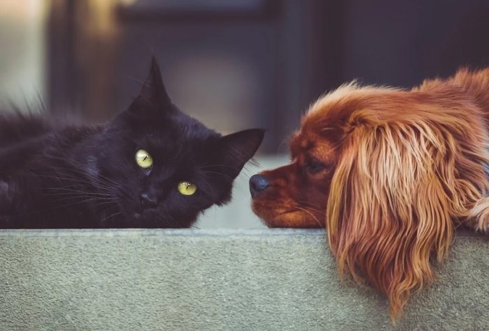 Detectar y abordar problemas emocionales en mascotas: cuidando su bienestar integral