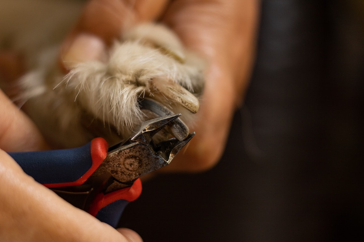 Cómo cortar las uñas de tu mascota