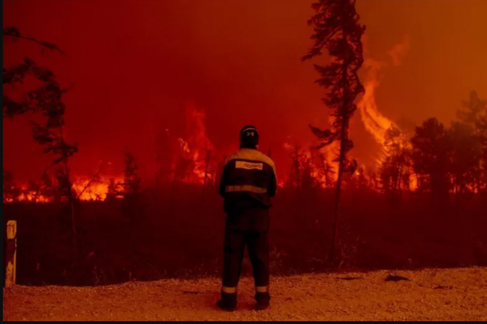 «Como 16 canchas de fútbol por minuto»: la impactante cantidad de árboles calcinados en incendios en un solo año