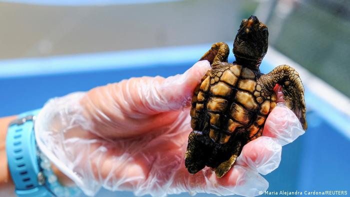 El 99 % de las tortugas marinas nacen hembras por culpa del cambio climático según expertos