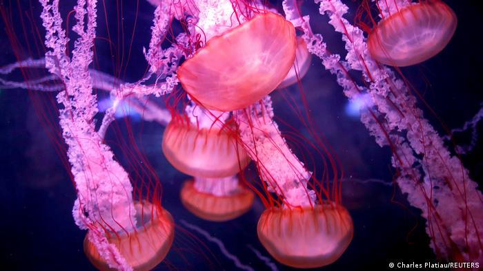 Científicos identifican los genes que explican la longevidad de la ‘medusa inmortal’