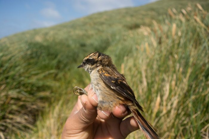 Identifican nueva especie de ave terrestre que habita en el Parque Marino Islas Diego Ramírez-Paso Drake