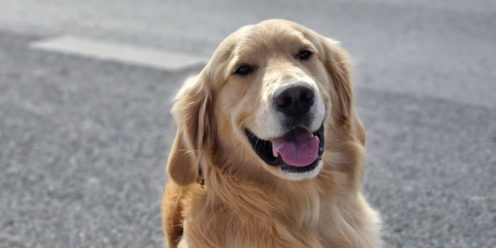 Pasajero de bus golpea a perro de Carabineros tras encontrar droga en su bolso