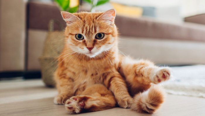 Prevención de enfermedades urinarias en gatos