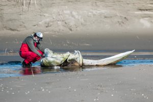 Expedición científica investigará ecosistemas poco intervenidos en la Patagonia