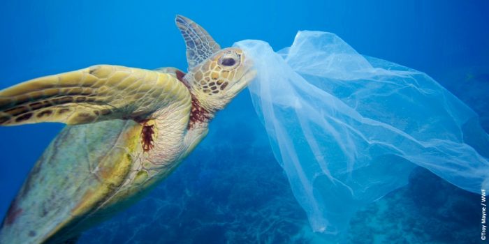 A cuatro años de la ley que prohibió las bolsas plásticas, los desechos siguen desafiando a las personas y a la naturaleza
