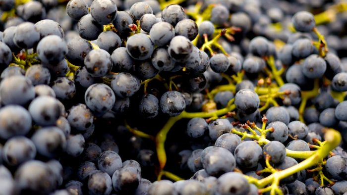 Pinot Noir: una de las cepas más antiguas del mundo y cuyo tinto se toma frío