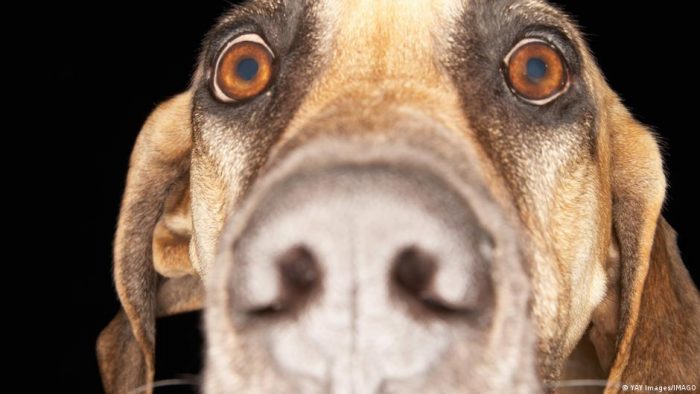 El estrés tiene un olor y los perros son capaces de detectarlo en las personas, según nuevo estudio