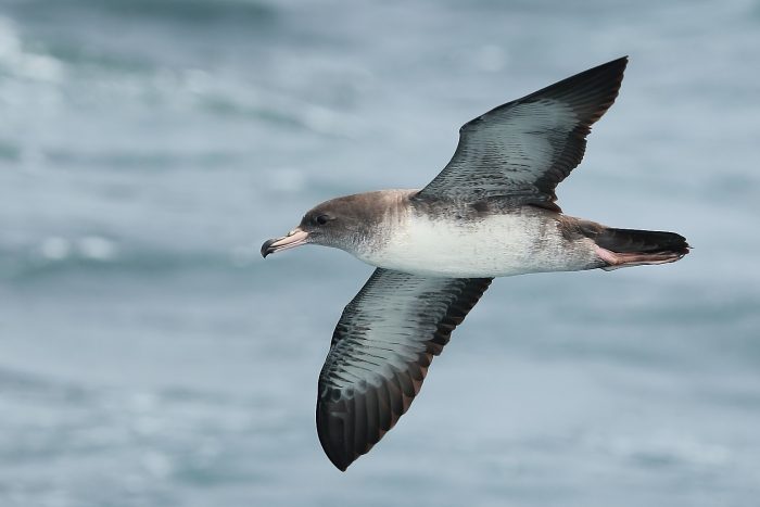 Lanzan acceso gratuito y abierto a mayor repositorio de información sobre aves en el mundo