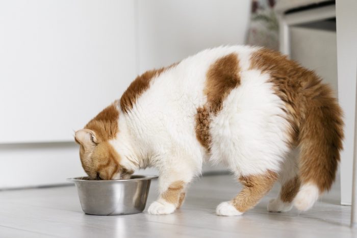 Proteínas de carne y taurina: los ingredientes infaltables en la comida de tu gato