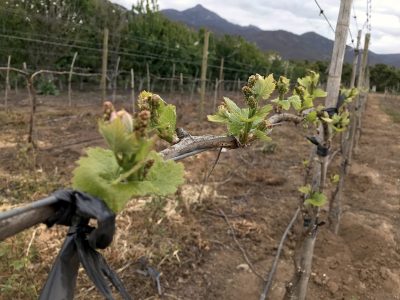 Premios Enoturismo Chile buscan destacar experiencias que están transformando la oferta turística