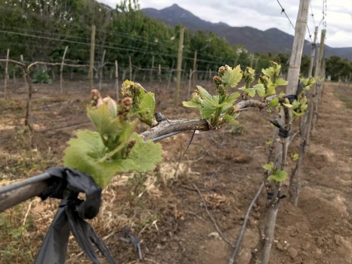 Cuáles fueron las dos viñas chilenas elegidas entre las 100 Mejores del Mundo