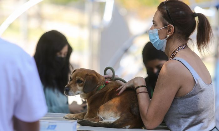 Rabia y vacunación de mascotas