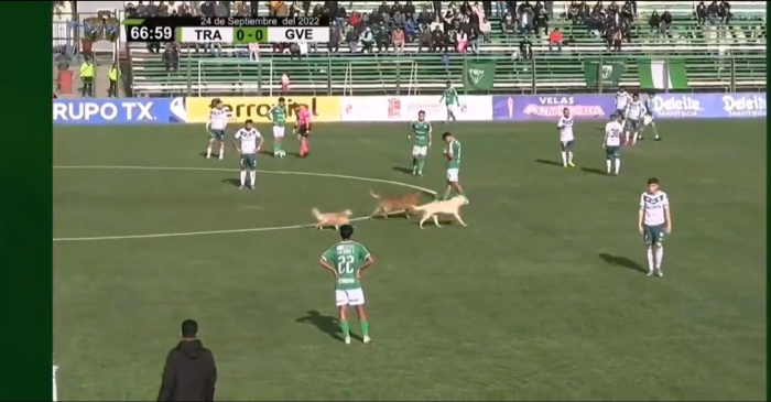 No son solo 22 jugadores: jauría de perros invade partido de Segunda División Profesional