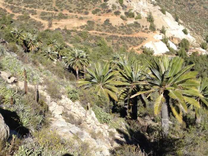 Palma chilena: una sobreviviente de los antiguos bosques tropicales que busca ser protegida
