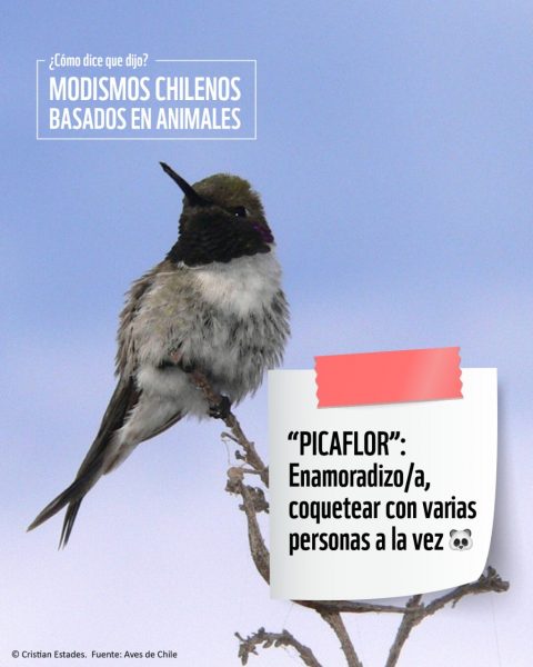 ONG ambiental destaca abundantes referencias a animales en expresiones típicas chilenas
