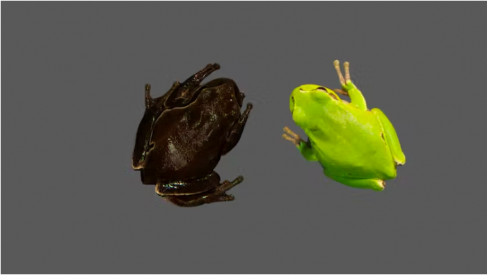 Las ranas negras de Chernóbil nos muestran la evolución en tiempo real