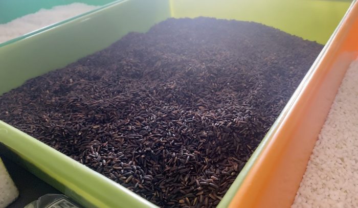 Presentan las primeras variedades de arroz negro chileno