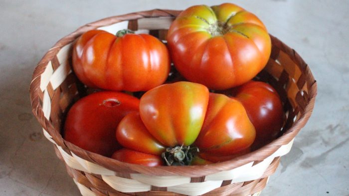 ¿Qué sabemos sobre los tomates del país? Investigadores profundizaron en la historia del tomate local limachino