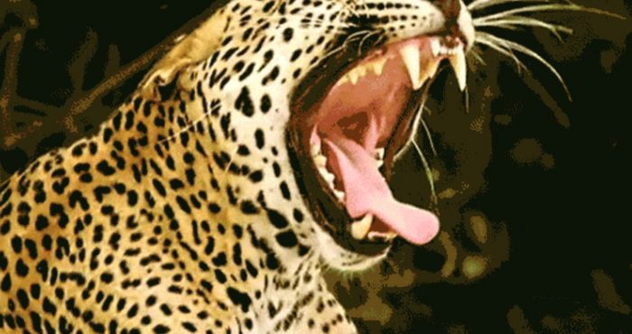 Muestra “Las caras del jaguar: Chile en los 90”