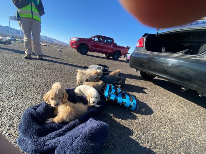 Ciudadano boliviano es detenido en Huara al ser sorprendido transportando 10 cachorros en mochilas: uno estaba muerto