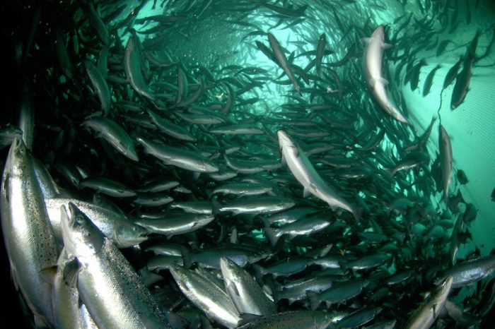Superintendencia paraliza siembra de salmones a empresa canadiense por sobreproducción en áreas protegidas