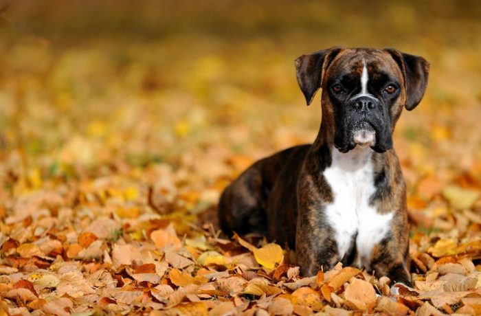 Un parásito canino podría ayudar a combatir cánceres incurables