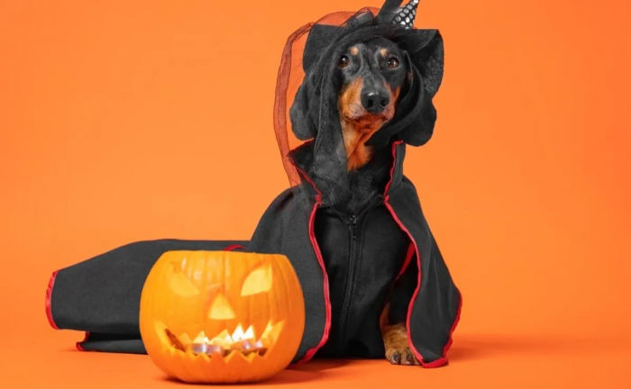 Que Halloween no sea una noche de terror para tu mascota