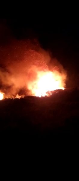 Onemi decreta Alerta Amarilla por incendio forestal en Isla Santa María: fuego amenaza a las viviendas