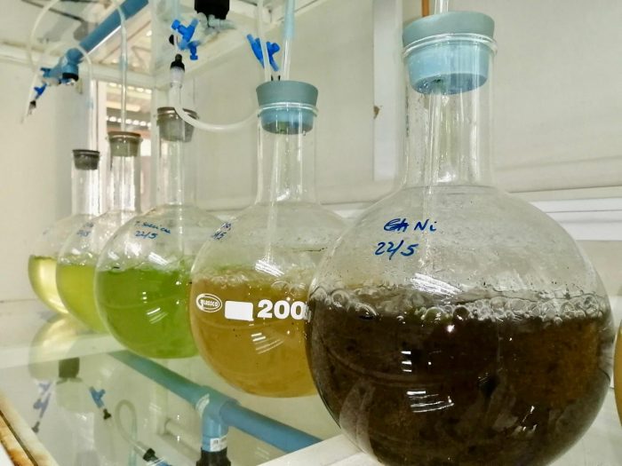 Uso de microalgas permitirá la primera plantación de arándanos en suelos áridos de Chile