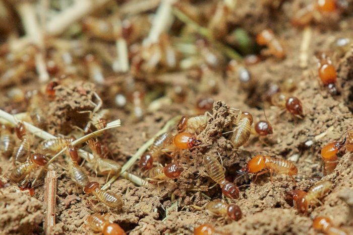 Cambio climático podría incrementar número de termitas en el sur de Chile
