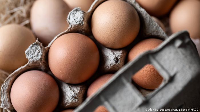 Descubren que los huevos pueden transformarse en material capaz de filtrar microplásticos en el mar