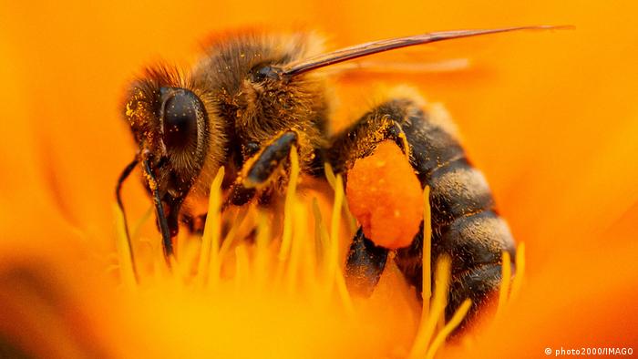 La vida de las abejas melíferas se ha reducido un 50% en solo 50 años