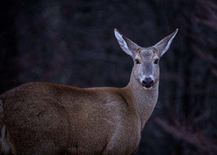 Afrontando los desafíos de la fauna chilena en el siglo XXI