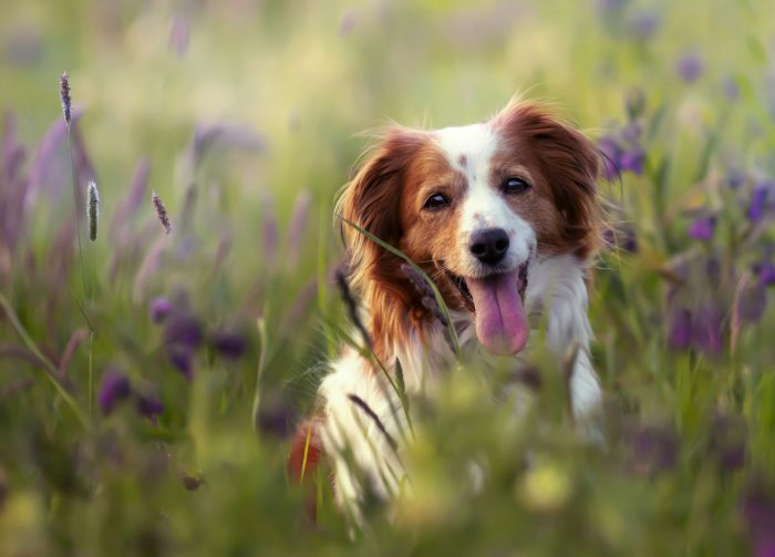 Consejos para perfumar apropiadamente a un perro sin perjudicar su salud