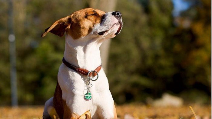Beneficios y cuidados de la exposición al sol de los perros