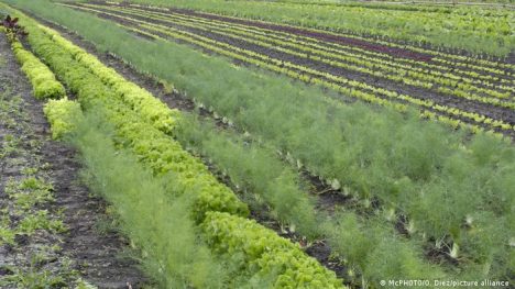 La naturaleza también define el futuro de los negocios