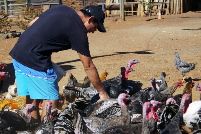 Minsal llama a la calma por casos de gripe aviar en el norte del país: «No hay evidencia de transmisión entre personas»