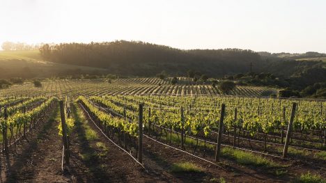 Fiesta de la Vendimia de Colchagua celebra su 26ª edición y los 30 años de la Ruta del Vino