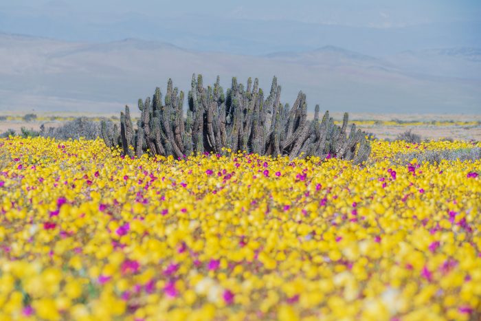 Investigación explora la diversidad de colores en el desierto florido desde el ojo humano y de polinizadores