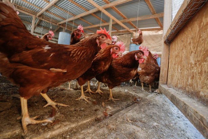 Alerta por influenza aviar: SAG entrega medidas para evitar contagio, tras confirmar casos de aves contagiadas en el norte