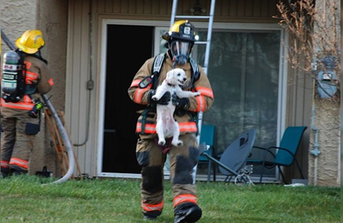 ¿Cómo proteger a una mascota ante un incendio?