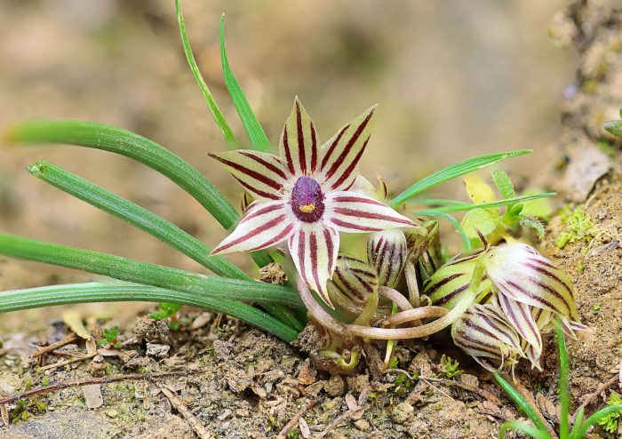 Descubren dos nuevas plantas endémicas de la zona central de Chile emparentadas con la cebolla y el ajo