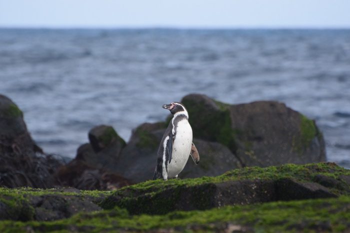 Isla Pájaro Uno libre de ratas gracias al exitoso proyecto para su erradicación