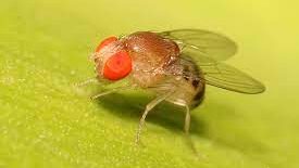 Científicos de la Universidad de Valparaíso utilizan la mosca del vinagre para estudiar genes relacionados al autismo