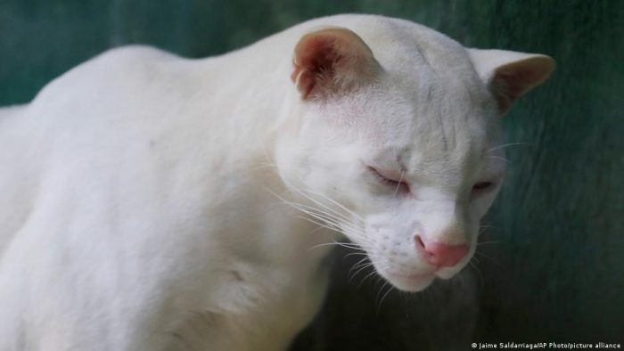 Hallazgo del primer ocelote albino en el mundo alerta a científicos en Colombia