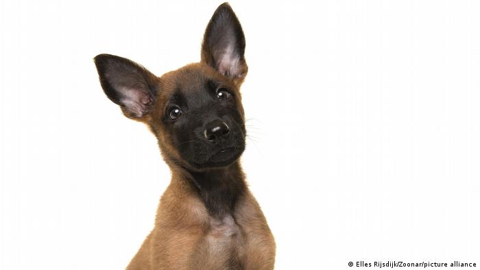 Los perros españoles baten un récord de longevidad en la última década